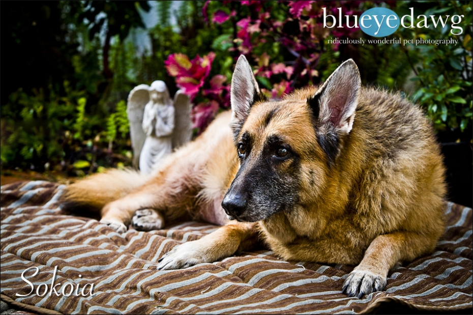 pet photography orange county blueyedawg dot com