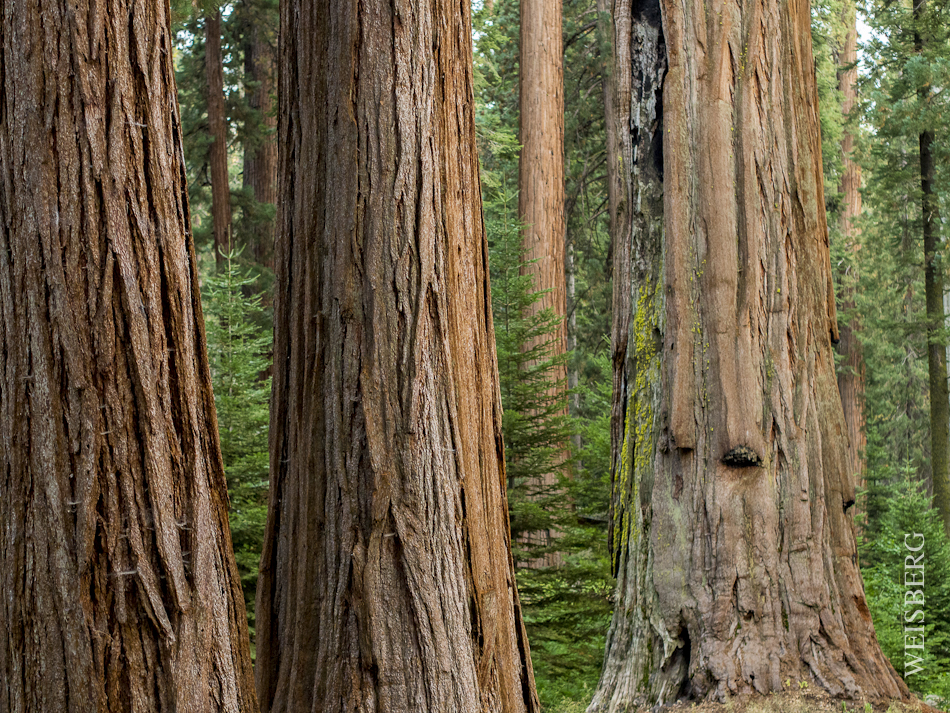 Portrait of a Sequoia tree