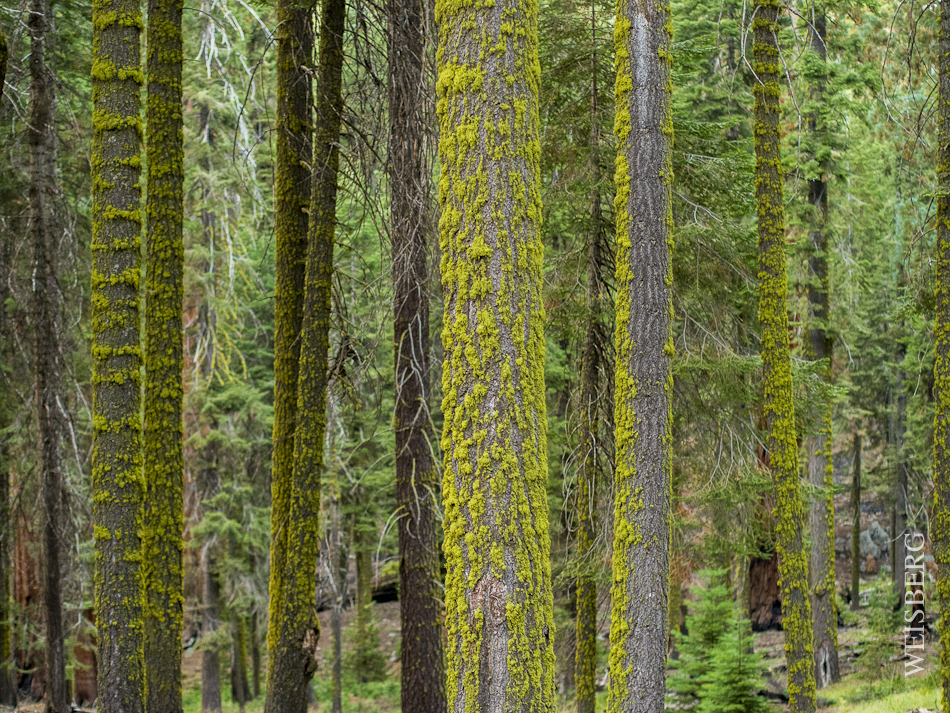 Portrait of Sequoia National Forest, bathed in green moss.
