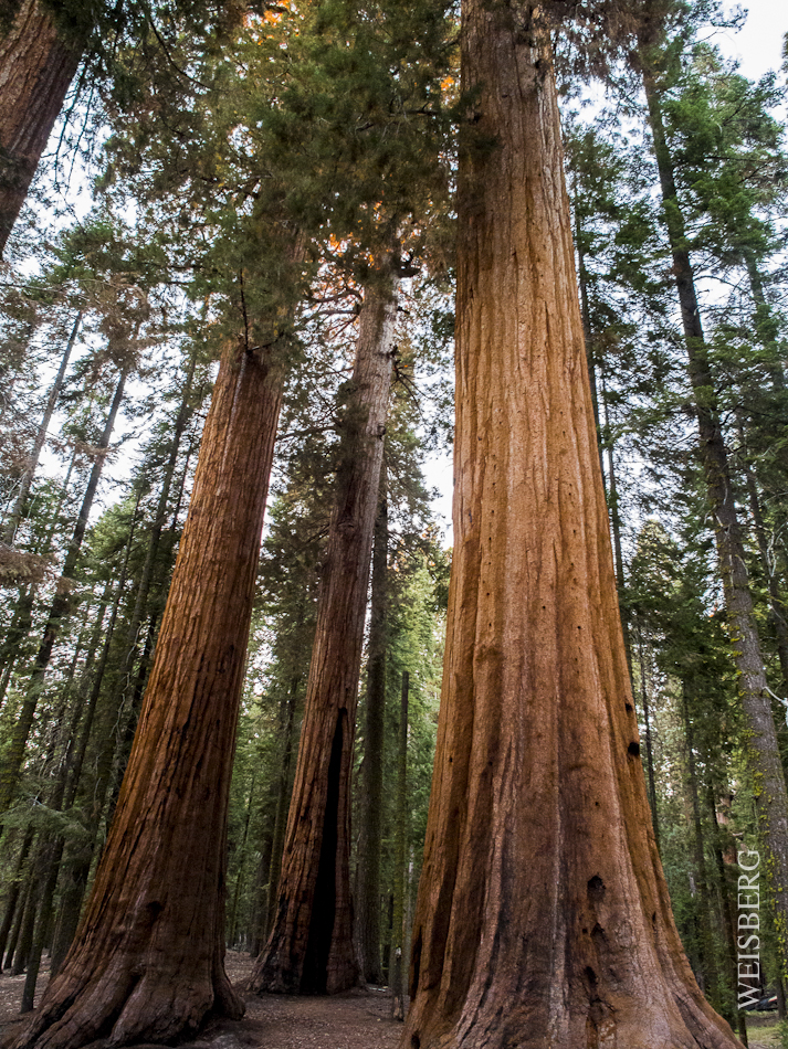 A stand of giant Sequoia trees. Sequoia Natl. Park.