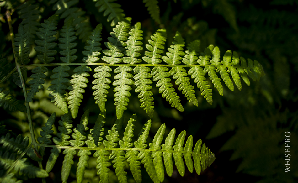 Ferns, near Crescent Meadow, Sequoia National Park.