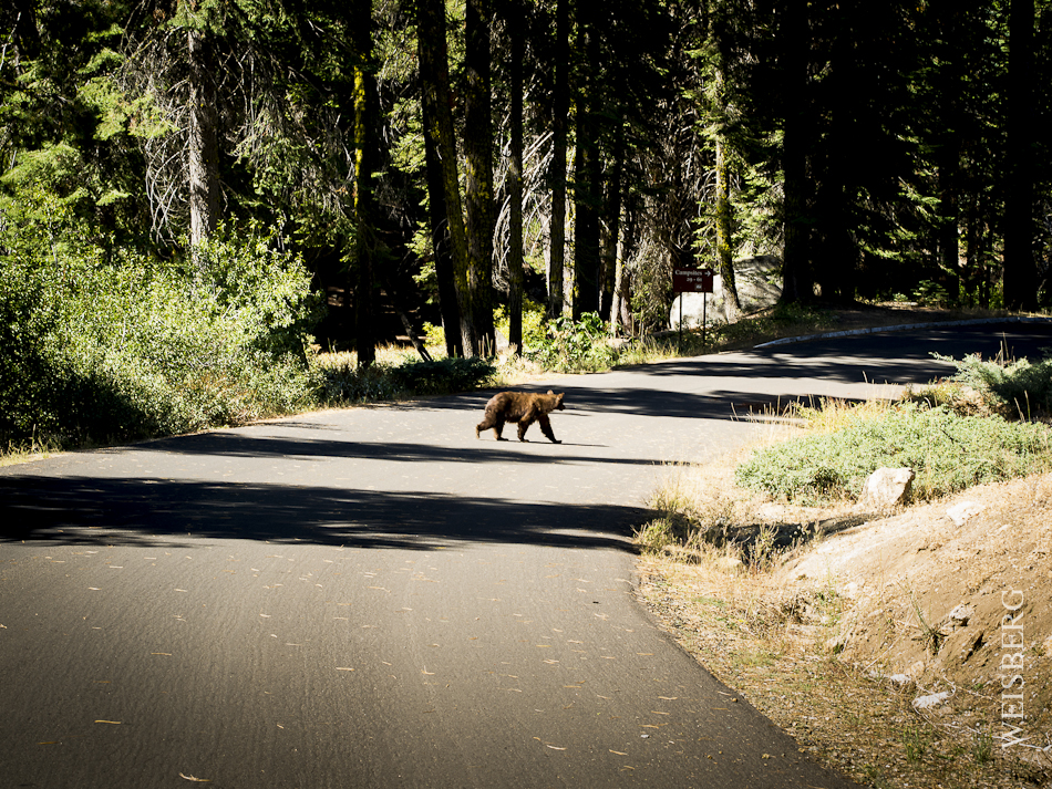 Wild black bear in Dorst Campgrounds. Sequoia National Park