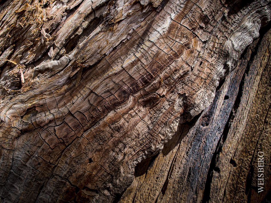 Mighty Sequoia Tree bark.