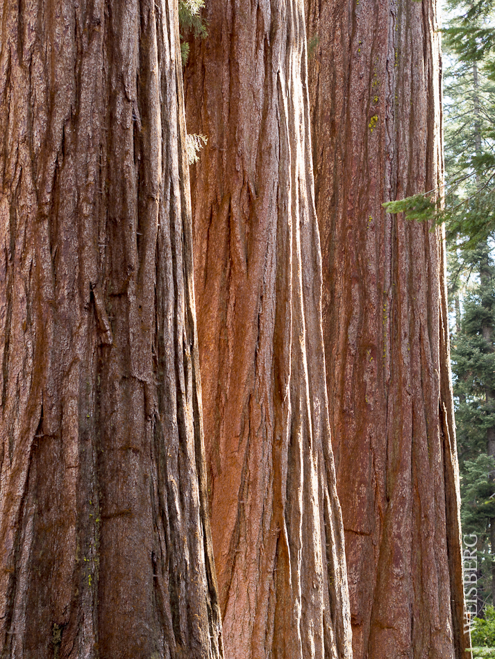 Sequoia trunks. Sequoia National Park.