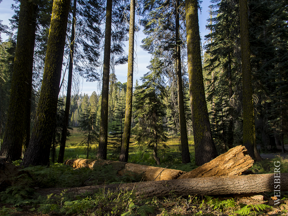Crescent Meadow, Sequoia Notional Forest, just before sunset.