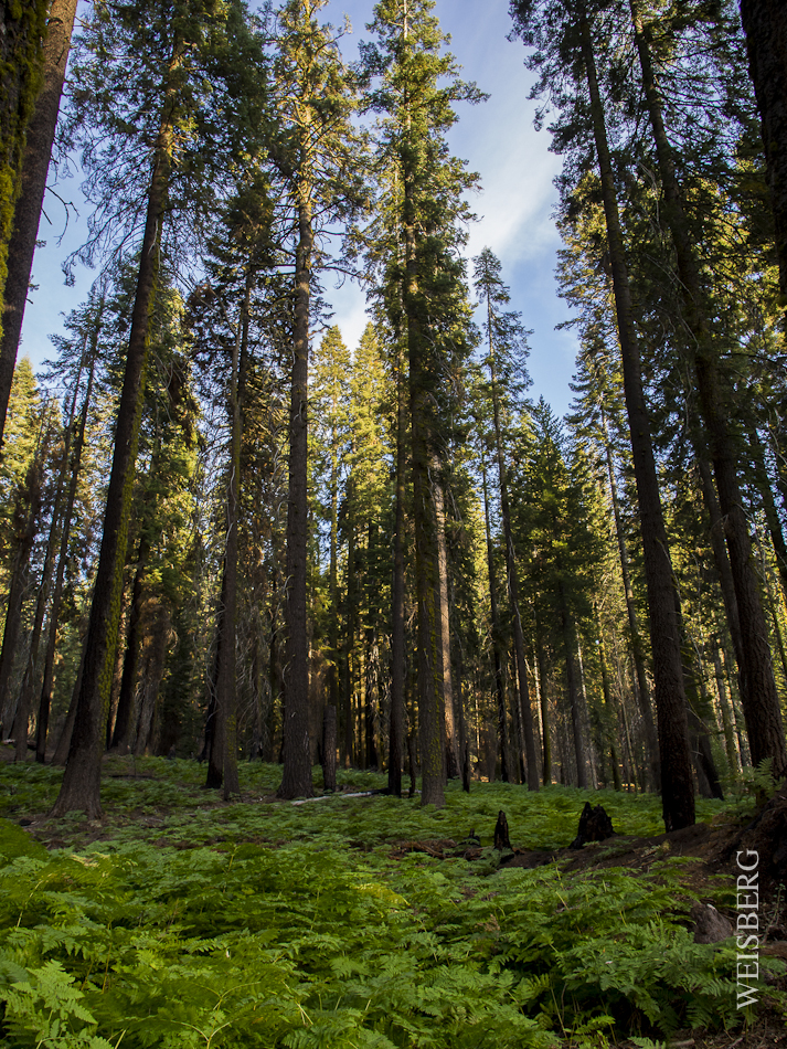 Outside of Crescent Meadow, Sequoia National Forest.