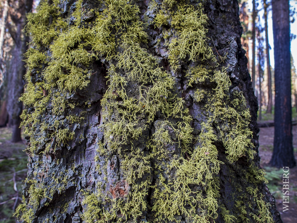 Close up of moss in Sequoia National Forest.