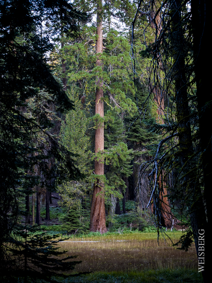 Landscape Crescent Meadow, Sequoia National Park.