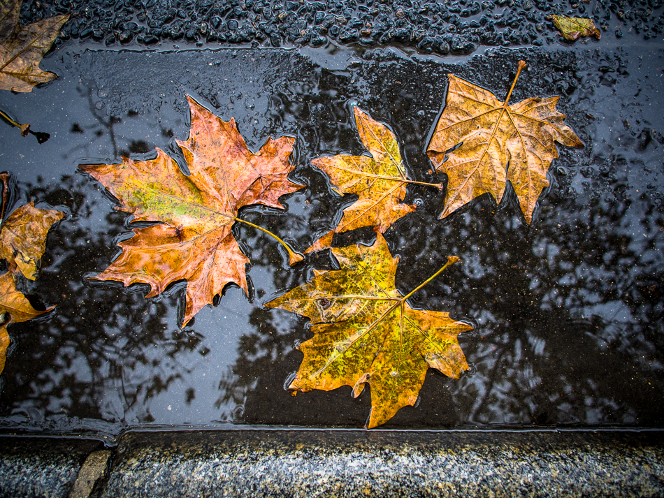 Colorful fall leaf in a puddle, Paris photographed with Olympus OMD EM5