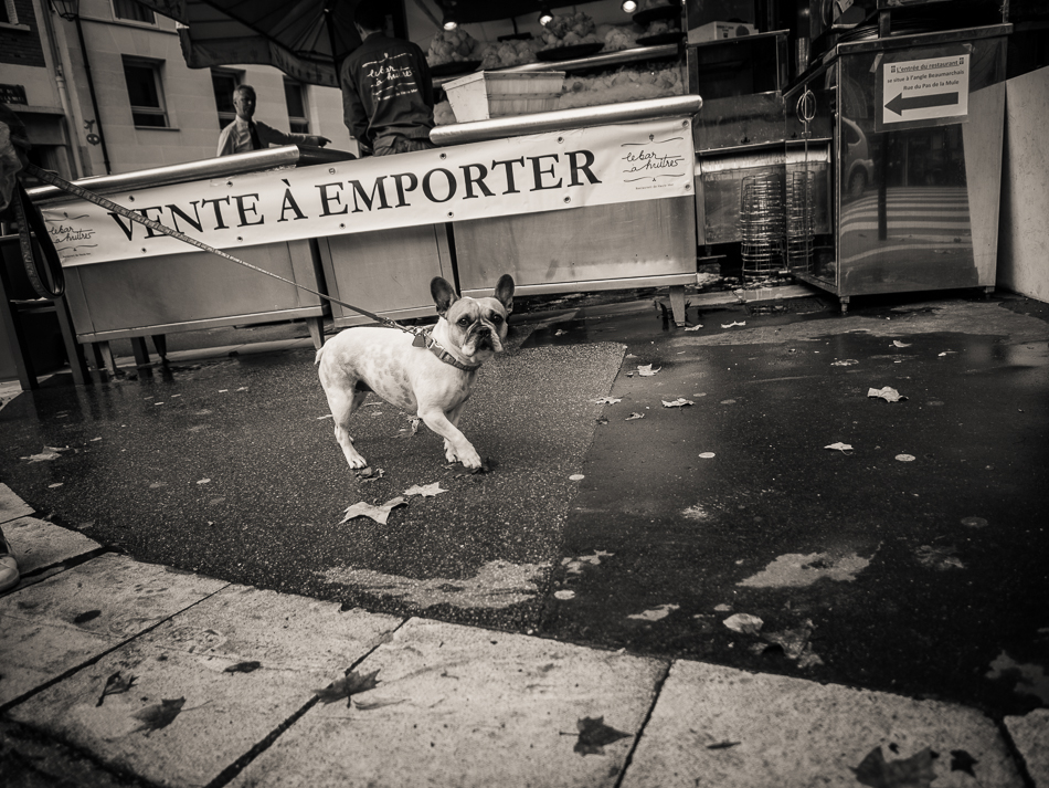 French Bulldog on the street in Paris by travel photographer Marc Weisberg dot com