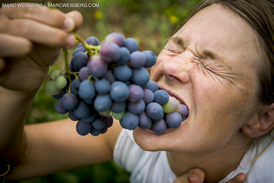 girl eating grapes in vineyard lifestyle photographer