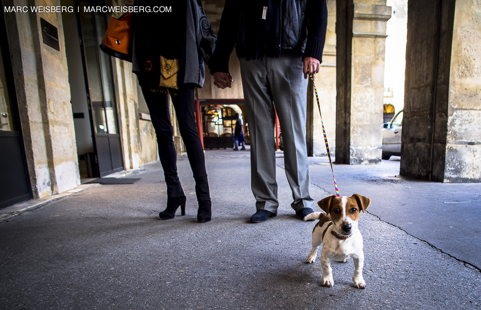 paris place des vosges dog travel photography