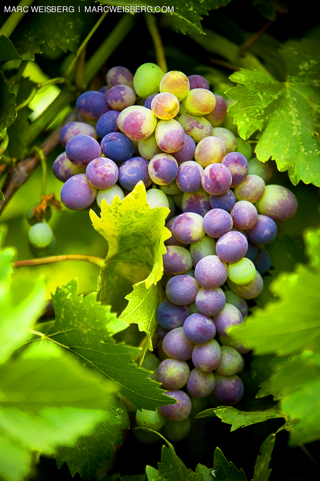 concord grapes on vine food photographer