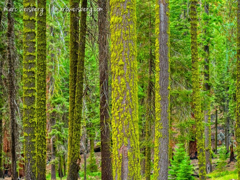 Moss covered trees in the Red Wood and Sequoia forest, California.
