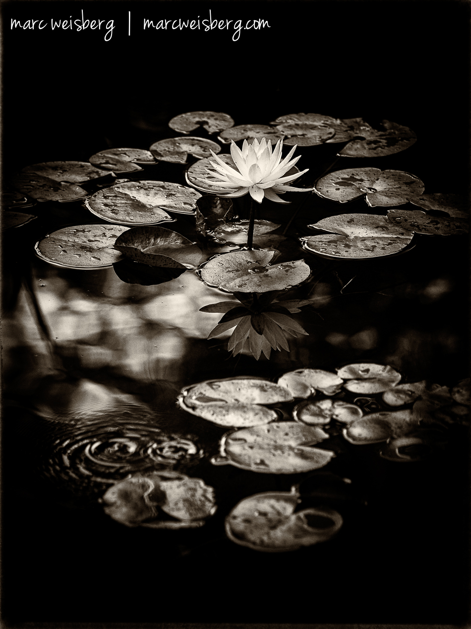 Lotus blossom, Chinese Garden, Portland, Oregon.