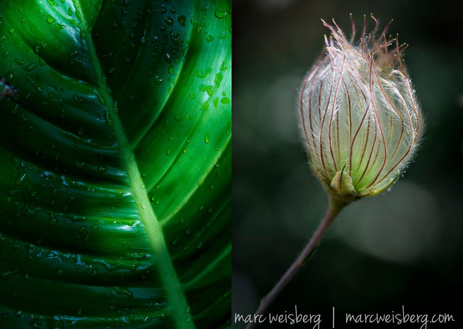 How I Fell Instantly In Love With Macro Photography