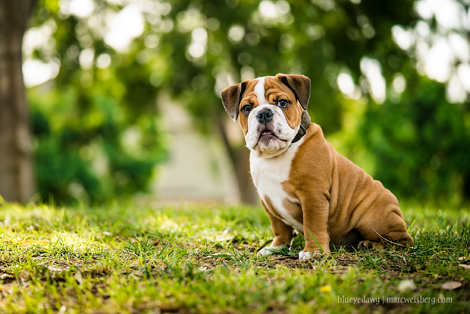irvine-pet-photography-english-bulldog-puppy-_0004