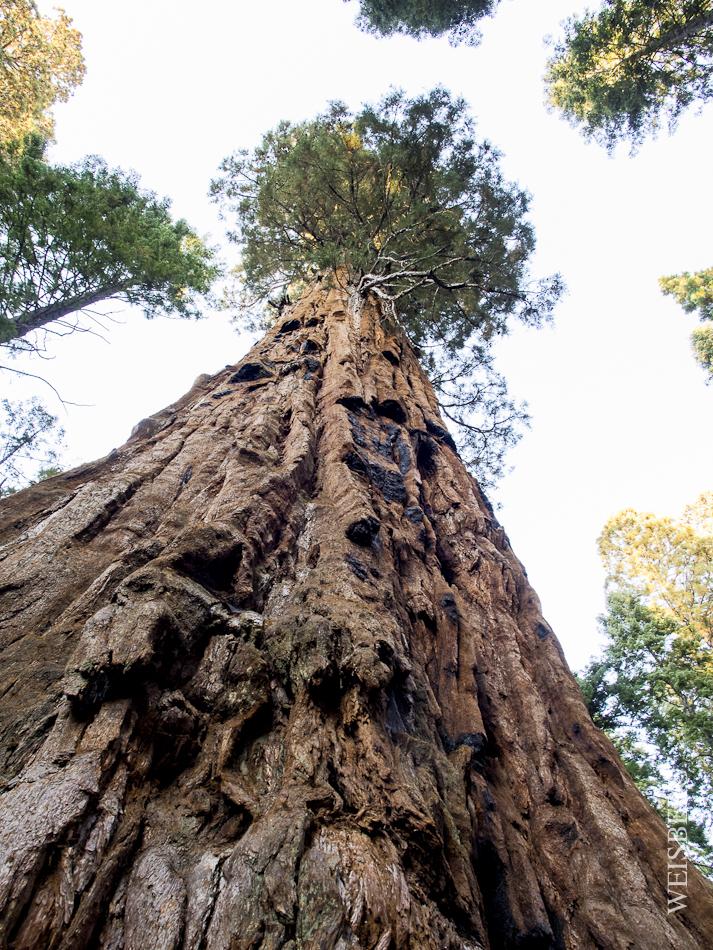 Looming a several hundred feet in the air, the great Sequoia is the king amongst the forest.