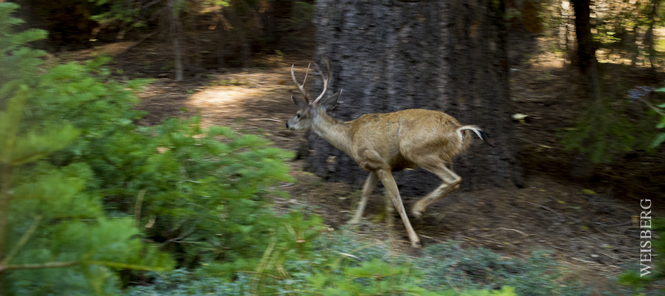 Dear on the run, Sequoia National Park.