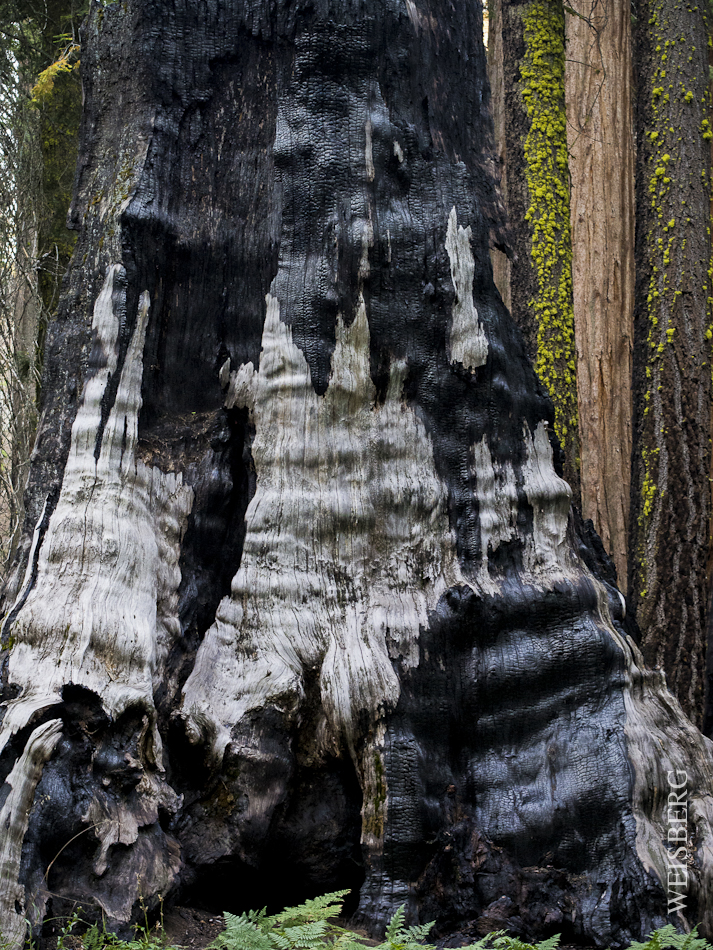 Sequoia ravaged by fire.