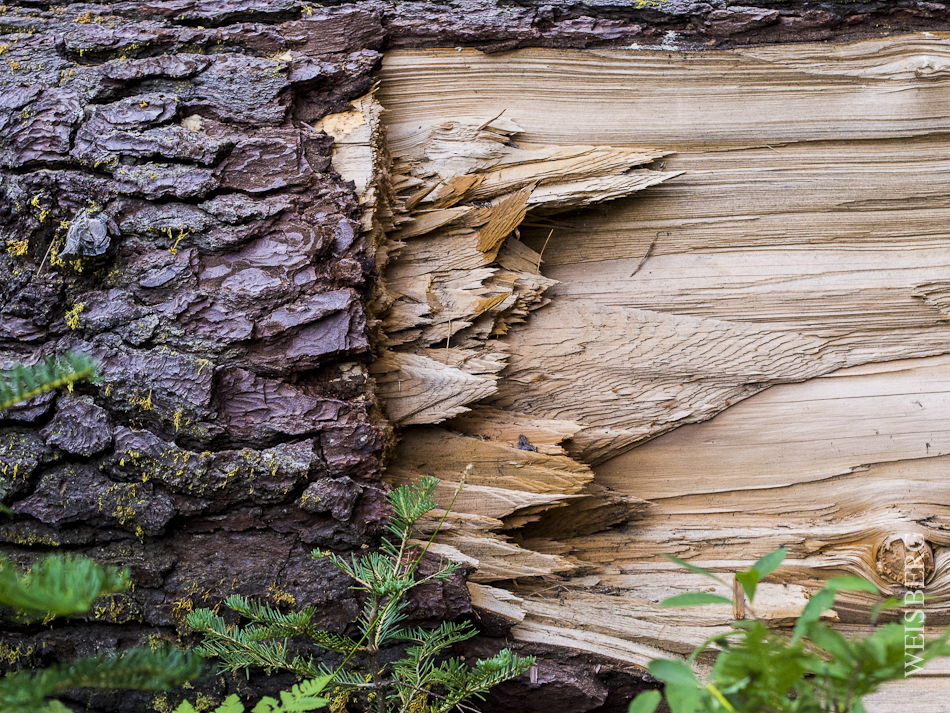 Fallen Redwood tree, Sequoia National Park.