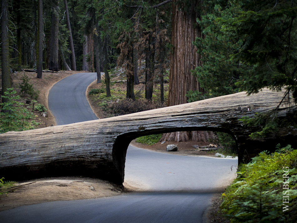 Sequoia log tunnel, Sequoia National Park.