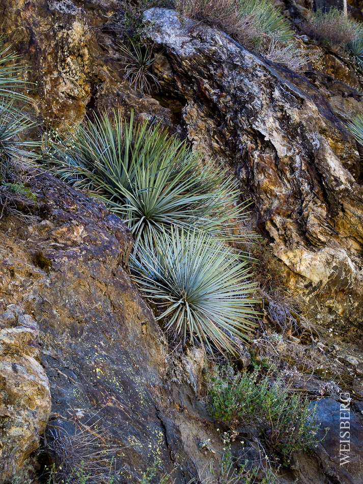 cactus in Kings Canyon.
