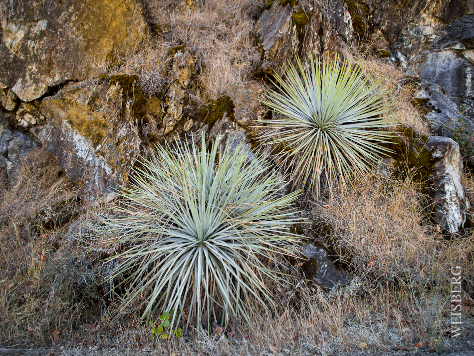 Cactus Kings Canyon.