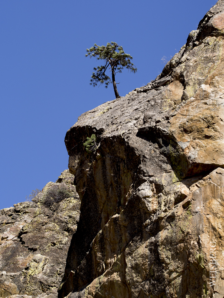 Lone Pine tree, Kings Canyon.