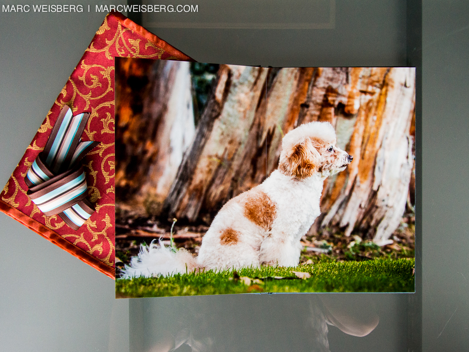 best irvine pet photographer blueyedawg dot com pictures