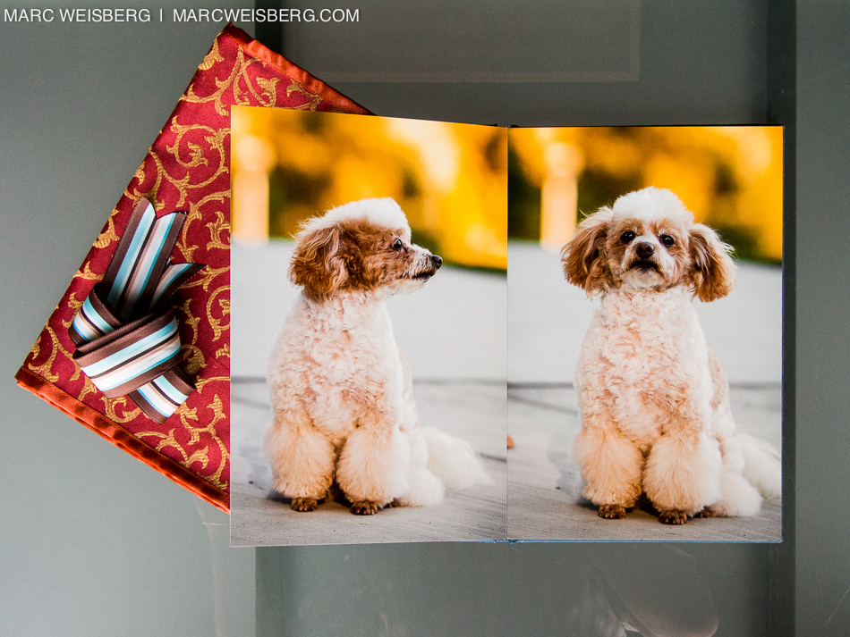 best irvine pet photographer blueyedawg dot com pictures