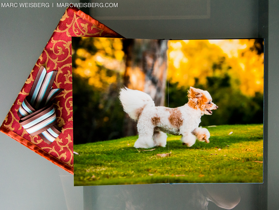 best irvine pet photographer blueyedawg dot com pictures