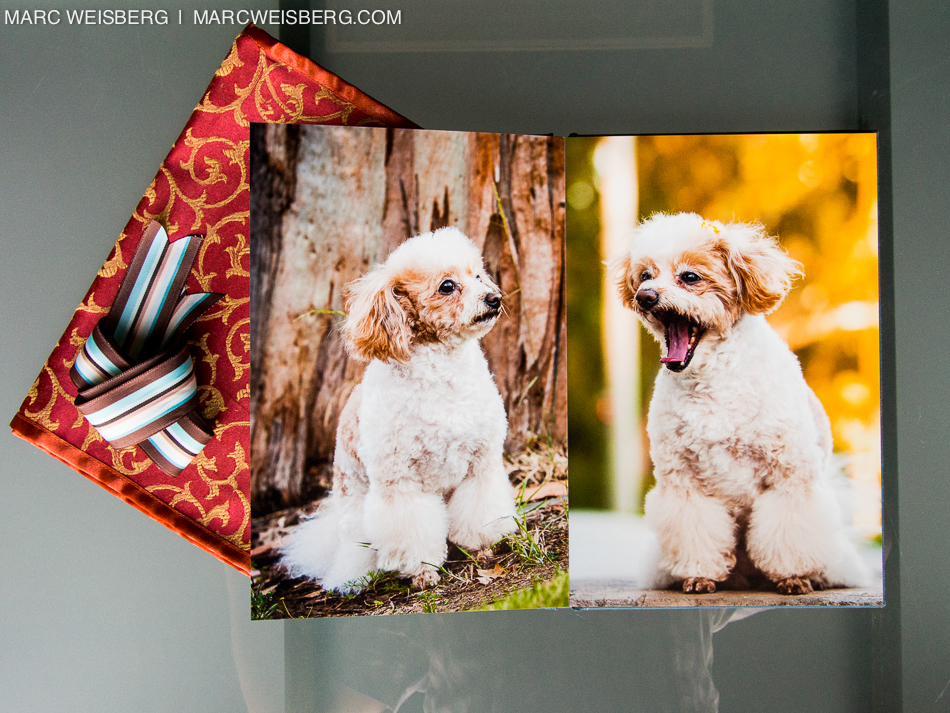 best irvine pet photographer blueyedawg dot com pictures