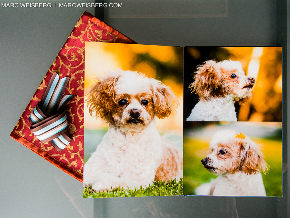 best irvine pet photographer blueyedawg dot com pictures