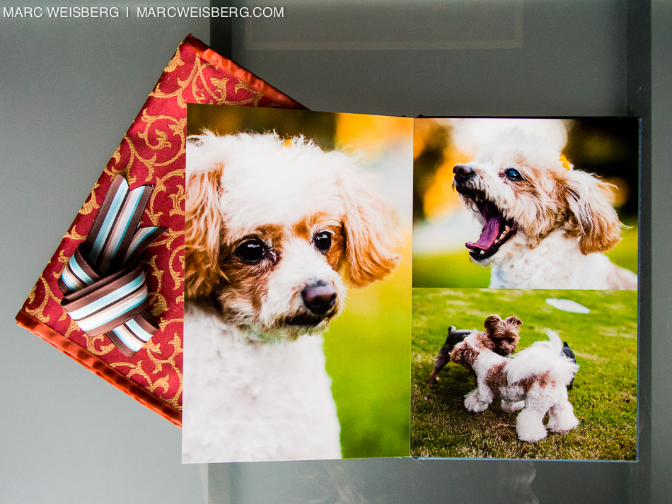 best irvine pet photographer blueyedawg dot com pictures