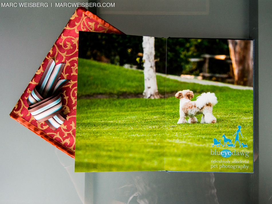 best irvine pet photographer blueyedawg dot com pictures