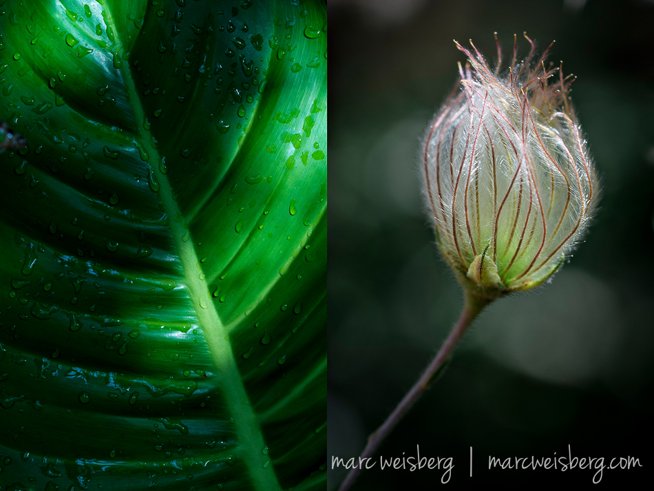 How I Fell Instantly In Love With Macro Photography