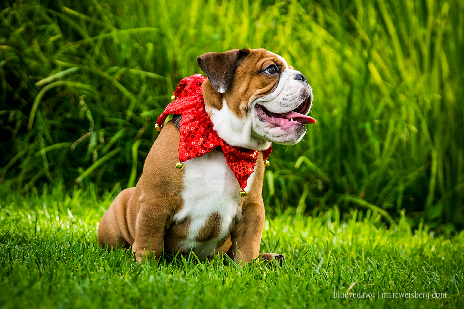 irvine-pet-photography-english-bulldog-puppy-_0011