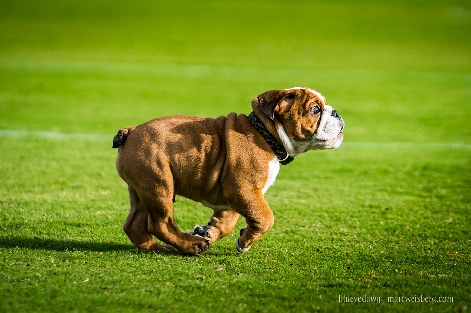 irvine-pet-photography-english-bulldog-puppy-_0013