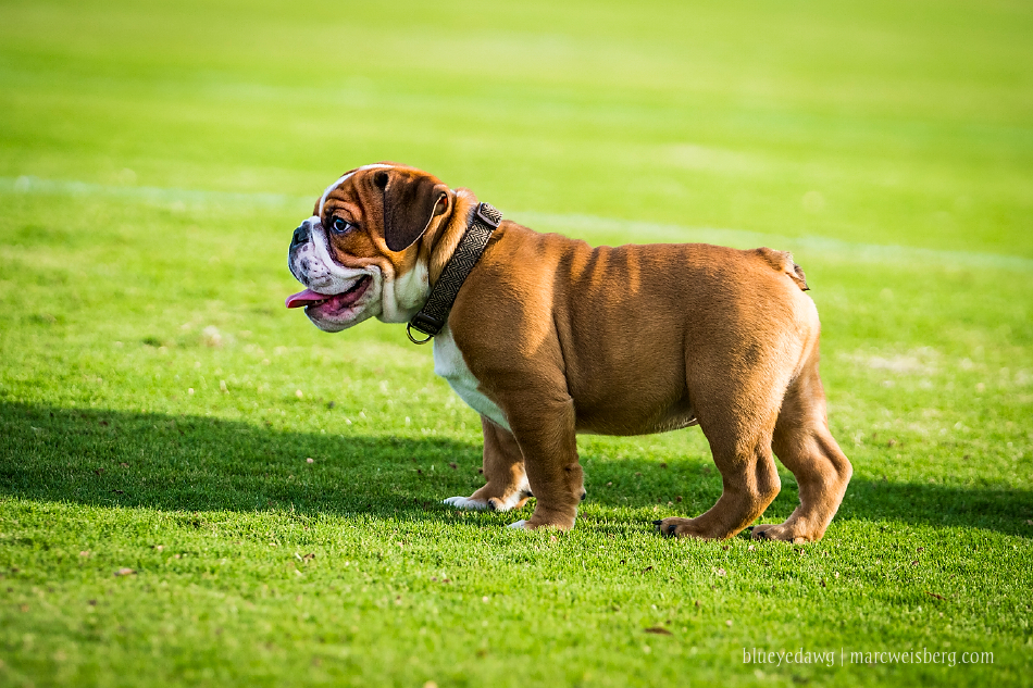 irvine-pet-photography-english-bulldog-puppy-_0014