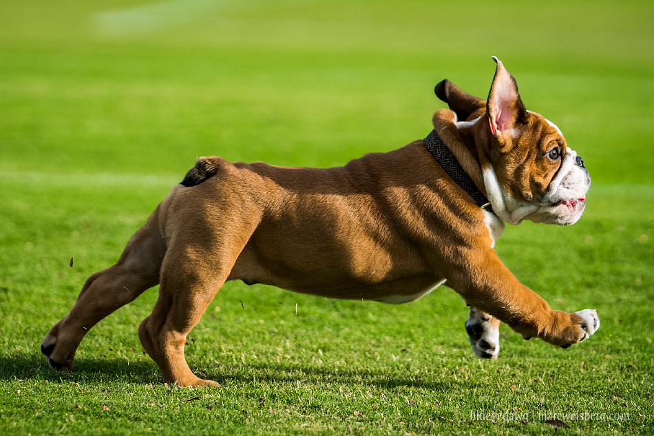 irvine-pet-photography-english-bulldog-puppy-_0015