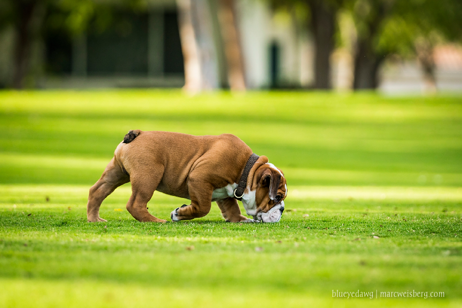 irvine-pet-photography-english-bulldog-puppy-_0016