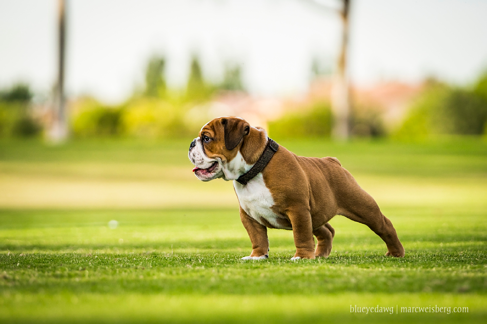 irvine-pet-photography-english-bulldog-puppy-_0017