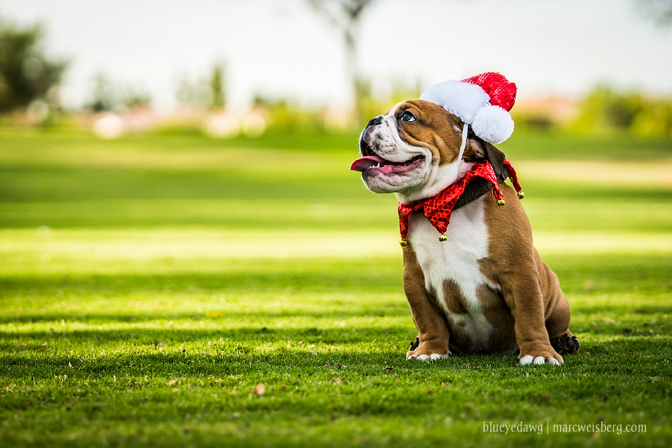 irvine-pet-photography-english-bulldog-puppy-_0018