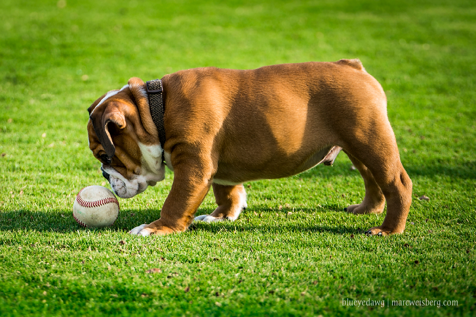 irvine-pet-photography-english-bulldog-puppy-_0019