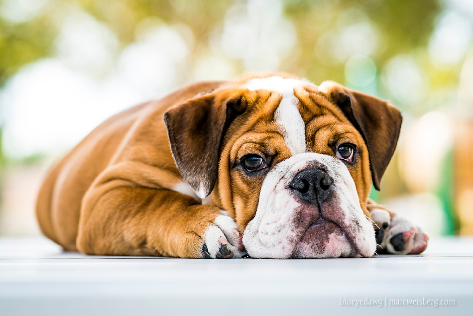 irvine-pet-photography-english-bulldog-puppy-_0020