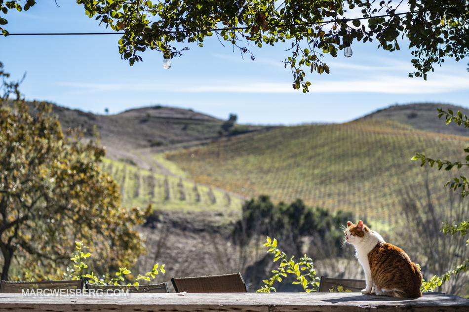 PHOTOGRAPHY FOR LOS OLIVOS WINERIES