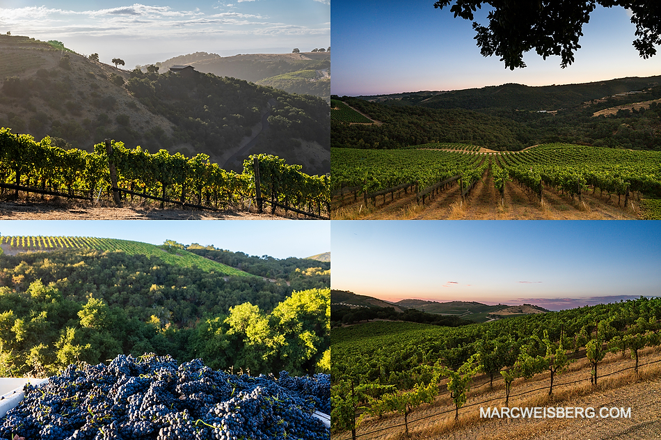 PASO ROBLES WINERY PHOTOGRAPHY