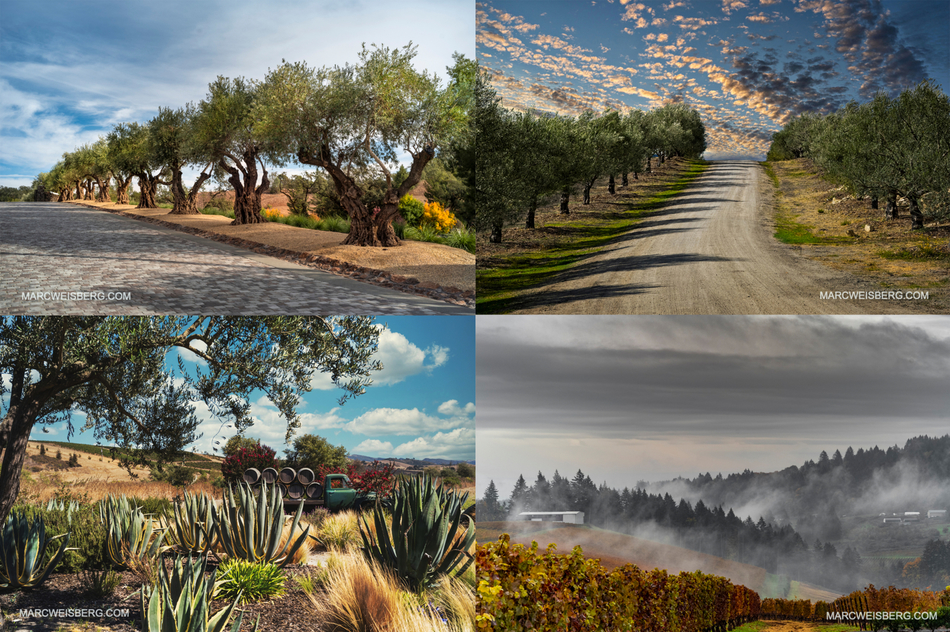 PHOTOGRAPHY FOR SONOMA VALLEY WINERIES